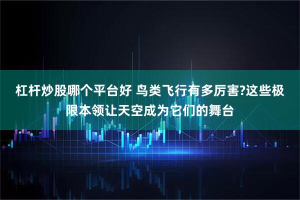 杠杆炒股哪个平台好 鸟类飞行有多厉害?这些极限本领让天空成为它们的舞台